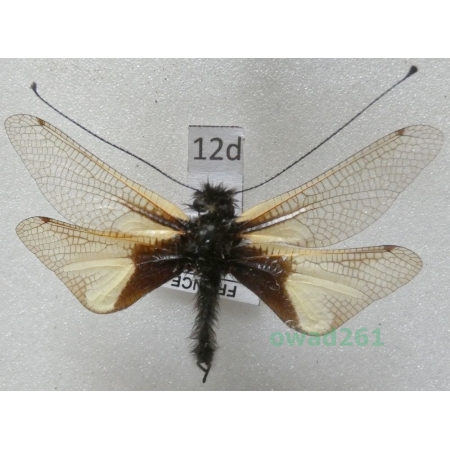 Libelloides coccajus (Denis & Schiffermüller, 1775) France12d